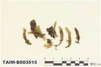 藏品(蕨苔科)的圖片